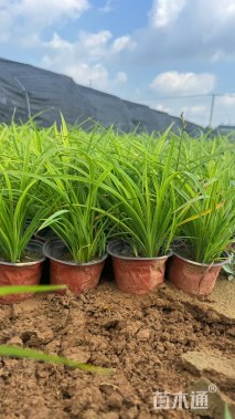 高度20厘米大花萱草