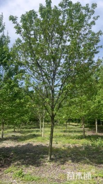 18公分美国红枫