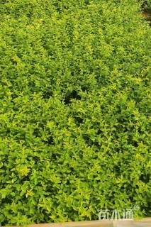 高度20厘米金禾女贞