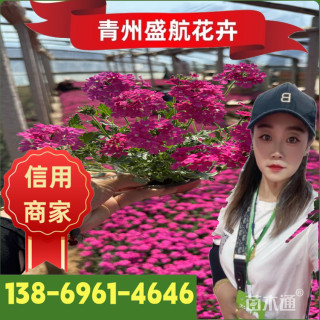 高度15厘米美女樱