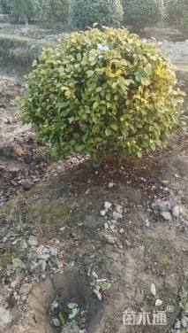 冠幅120厘米含笑球