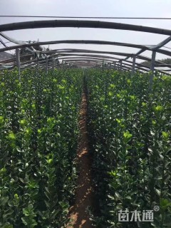 高度130厘米北海道黄杨