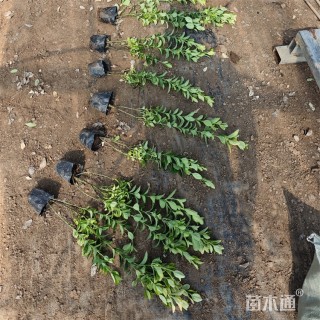 高度60厘米金冠黄杨