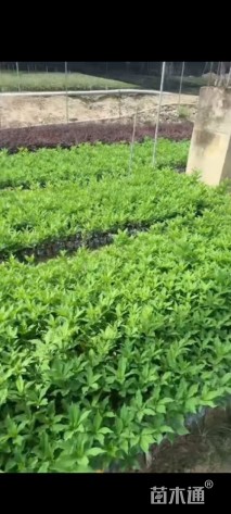 高度20厘米硬枝黄蝉