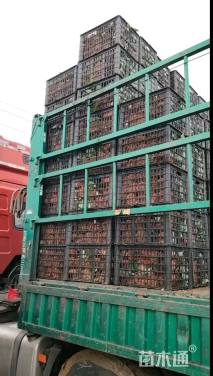 高度50厘米翠芦莉