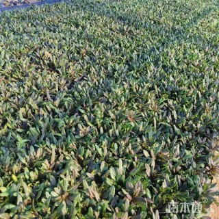 高度5厘米筋骨草