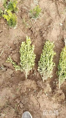 高度40厘米瓜子黄杨