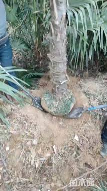 裸干高200厘米棕榈