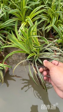 高度20厘米金边麦冬