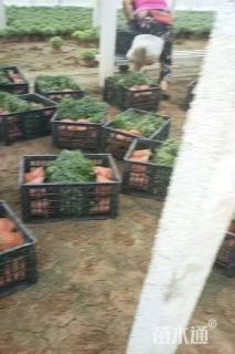 高度40厘米国庆菊