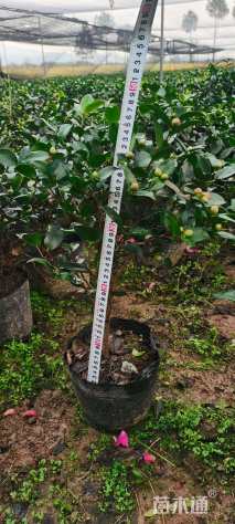 高度50厘米茶梅