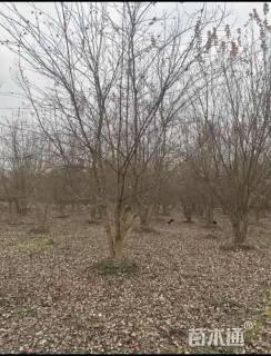 高度800厘米丛生三角枫