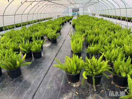 高度50厘米狐尾天门冬