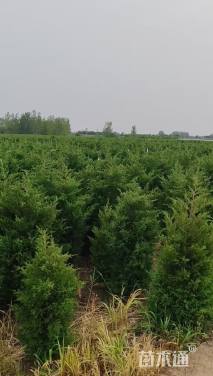 高度150厘米桧柏