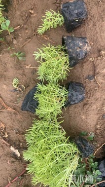 高度15厘米佛甲草