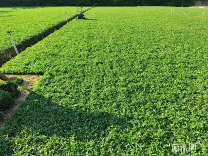 大叶油草