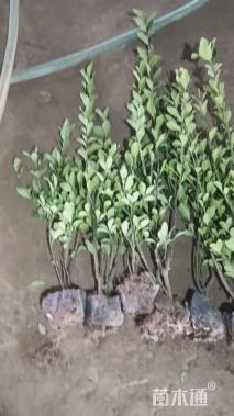 高度60厘米大叶黄杨小苗