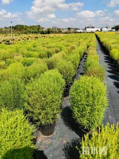 高度50厘米地肤