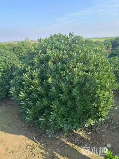 冠幅120厘米海桐球