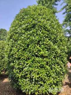 冠幅300厘米桂花球