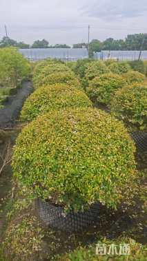 高度30厘米金叶大花六道木