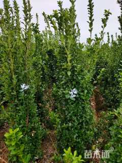 高度180厘米大叶黄杨柱