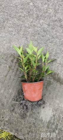 高度25厘米巴西野牡丹