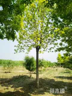 18公分金叶白蜡