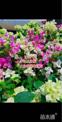 高度40厘米三角梅