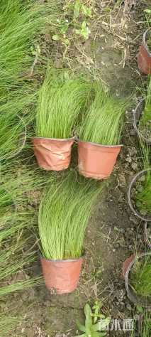 高度10厘米细茎针茅