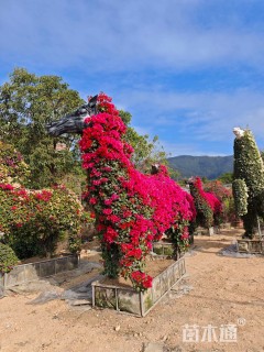 8公分造型三角梅