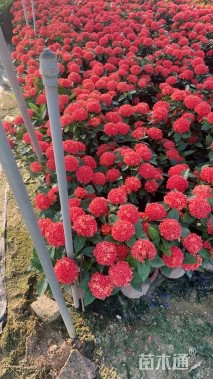 高度30厘米新加坡龙船花