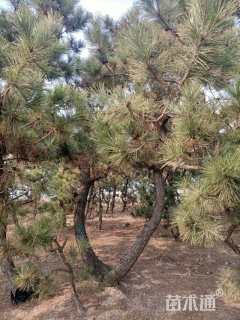 高度300厘米黑松