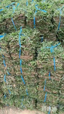 大叶油草