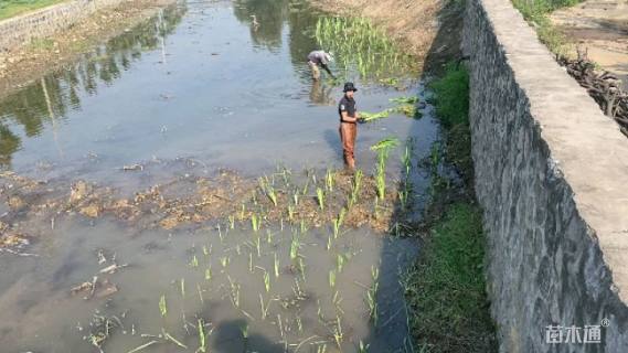 高度20厘米荸荠