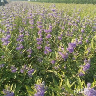 高度45厘米金叶莸