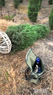 高度120厘米蜀桧