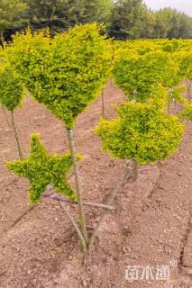 4公分造型亮晶女贞