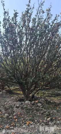 高度280厘米南丰蜜桔