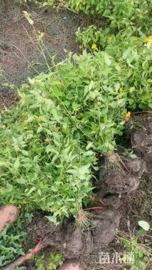 高度40厘米棣棠