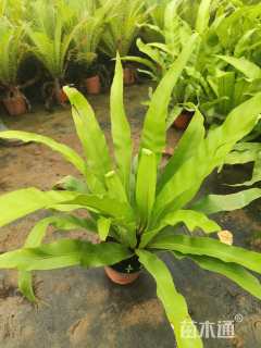 高度20厘米鸟巢蕨