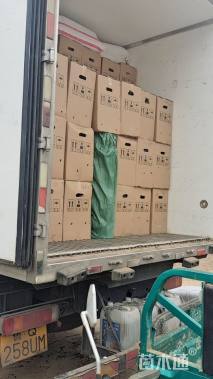 高度7厘米国庆菊