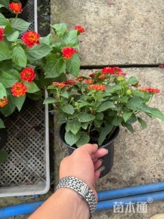 冠幅15厘米五色梅