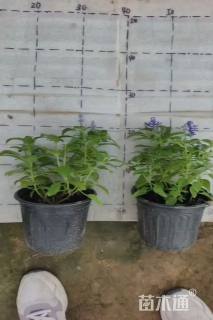高度25厘米鼠尾草