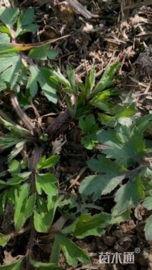 高度15厘米小毛茛