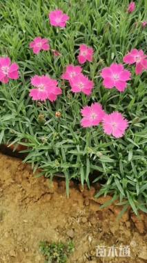 高度15厘米欧石竹