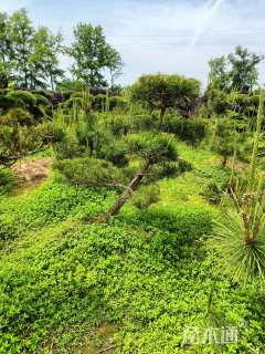 高度140厘米黑松