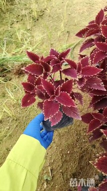 高度20厘米彩叶草