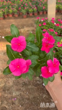 高度20厘米长春花