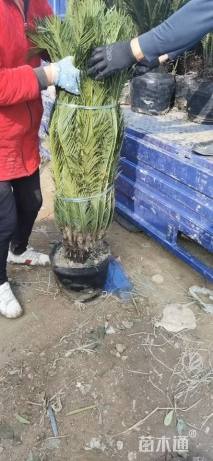 裸干高20厘米铁树